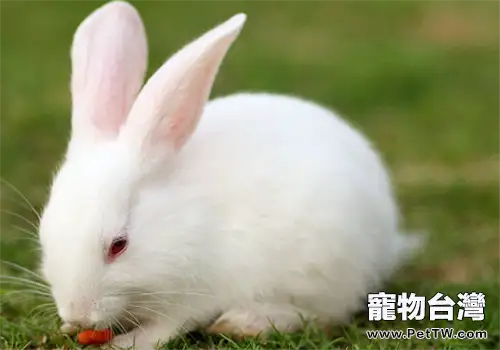 導致寵物兔免疫失敗的原因分析