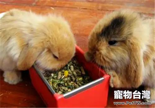 寵物兔飼料中毒症狀有哪些？