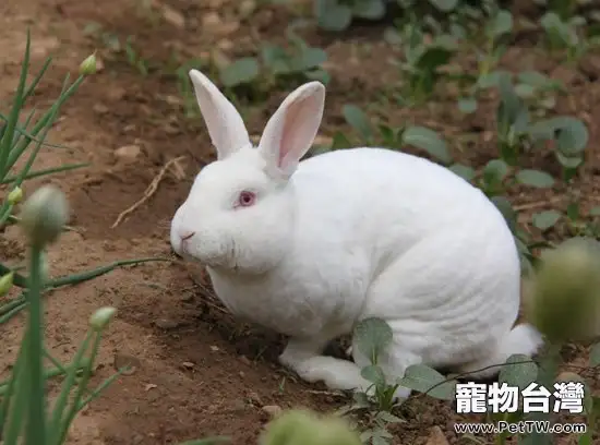 高溫飼養獺兔要注意什麼(1圖)-寵物台灣