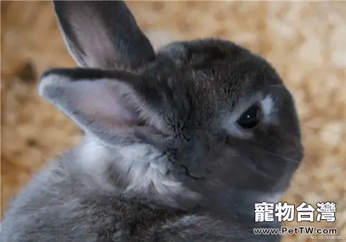 哺乳期母兔應該吃什麼？