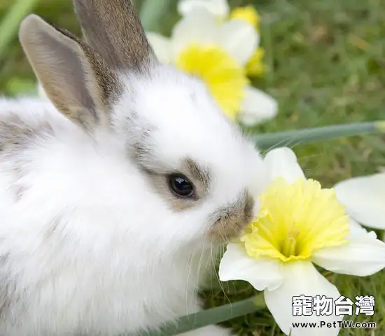 可以治療兔兔疾病的七種草