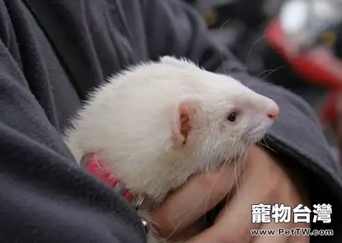 雪貂飼養的注意事項