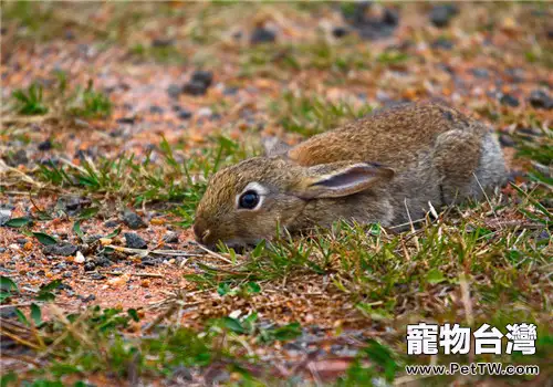 絕育寵物兔術前、術後的照顧要點