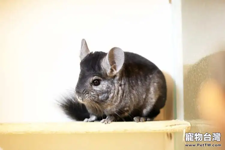 龍貓飼養的兩個注意事項