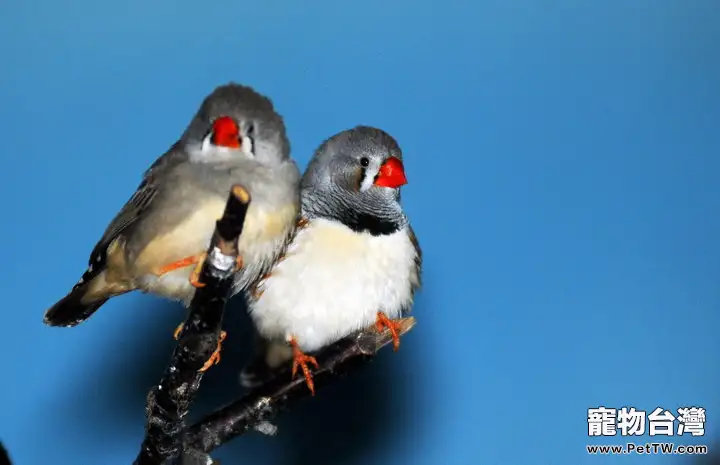 觀賞鳥滯食問題詳解