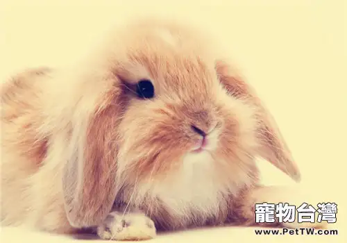 如何評價兔飼料的質量