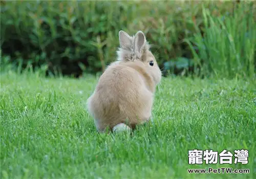 春季寵物兔養護須知