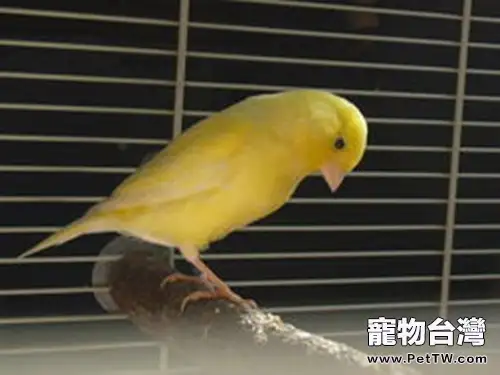 春季養鳥需注意腸炎