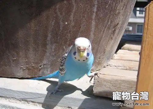 春季養鳥需注意鳥兒感冒