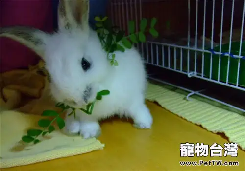 讓兔兔吃牧草的好處有哪些