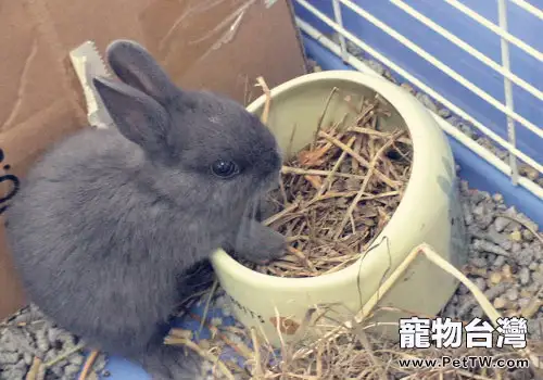 寵物兔喜歡吃什麼食物（1圖）-寵物台灣