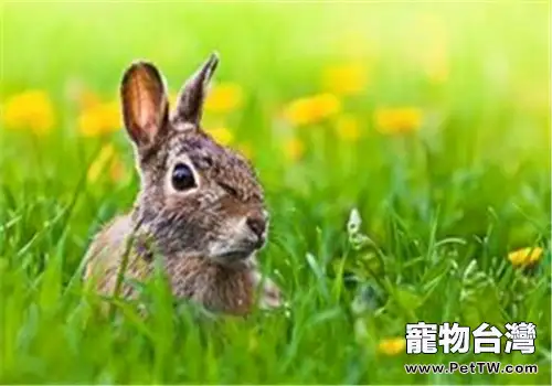如何照顧快要生產的母兔(1圖)-寵物台灣