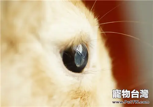如何有效治療寵物兔結膜炎