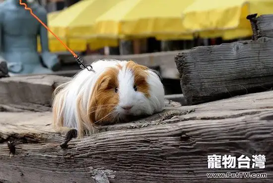 倉鼠和荷蘭豬(豚鼠)哪個好養(1圖)-寵物台灣