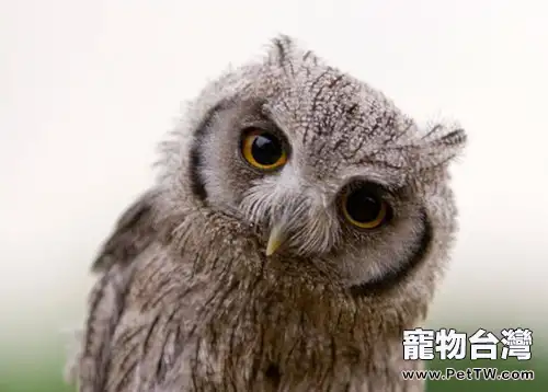 寵物貓頭鷹並不容易飼養
