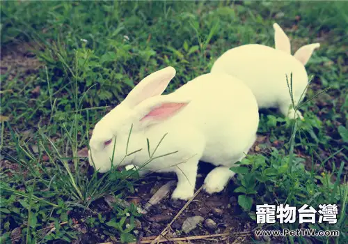 獺兔綠色養殖指的是什麼?(1圖)-寵物台灣