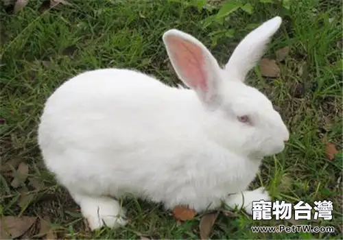 肉兔四季高效養殖技術（1圖）-寵物台灣