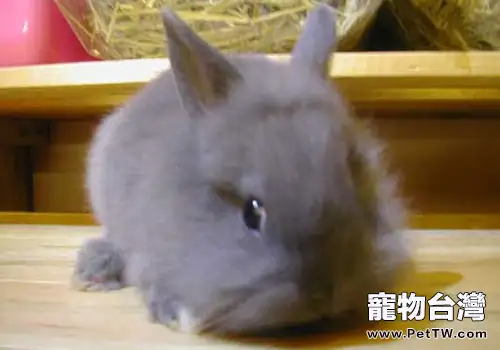 彩色長毛兔的養殖方法