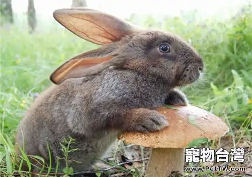 長毛兔啃食身上毛的原因