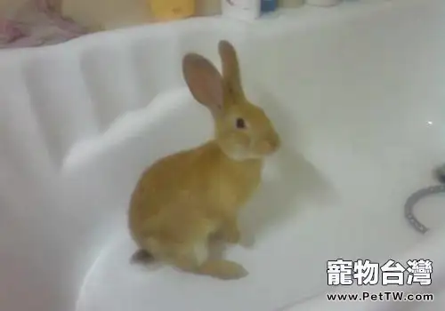 寵物兔真的需要沖涼嗎