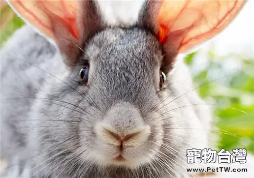 春天如何輕鬆防治兔子鼻炎