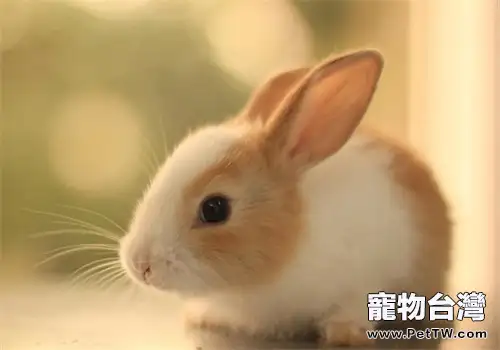 兔子不能喝水是什麼原理（1圖）-寵物台灣