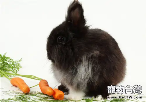 兔子喜歡吃就可以吃嗎？