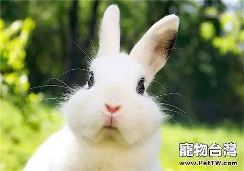 寵物兔脫毛代表什麼？