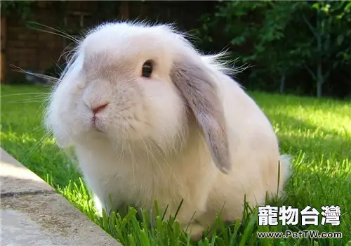 兔子打噴嚏是什麼原因？