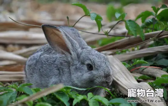 給兔子餵食蔬菜的幾個注意點