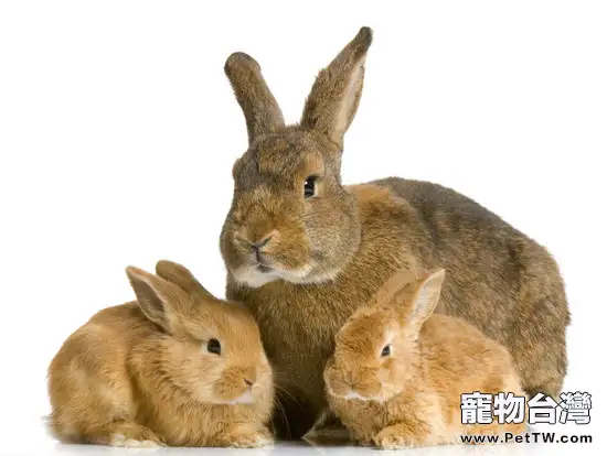 春天兔子繁殖的注意事項