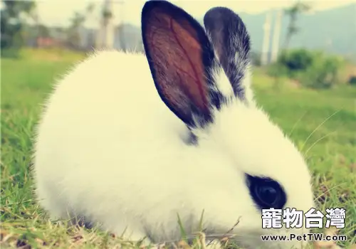 家兔常見的畸形有哪幾種？