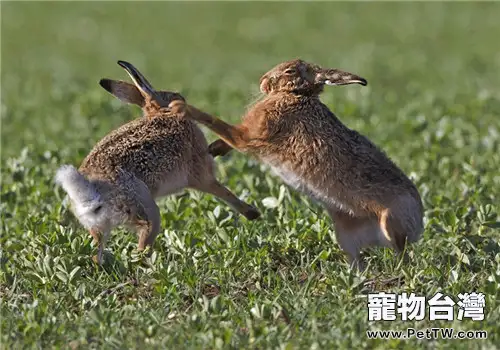 母兔咬公兔是什麼原因？