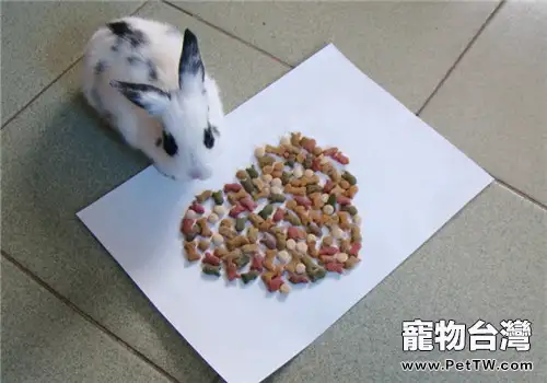 如何讓寵物兔愛上吃兔糧