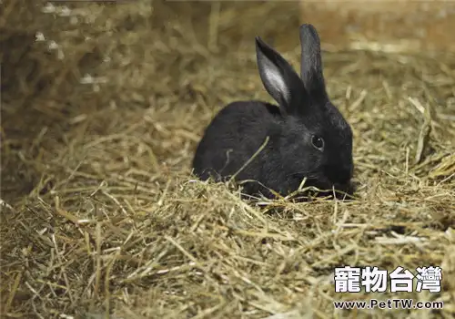 如何判斷寵物兔乾草的質量