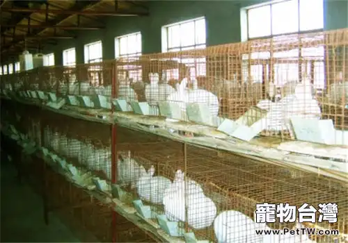兔子養殖中的三個市場問題