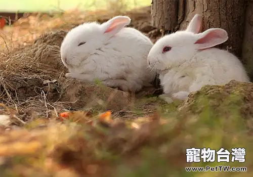 兔子會把墊料和顆粒飼料搞混嗎