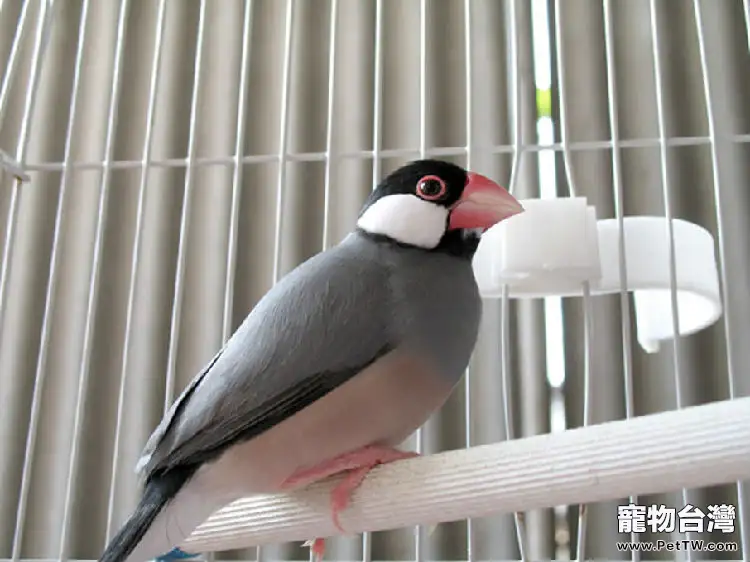 灰文鳥飼養的環境及飼料要求