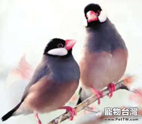 灰文鳥的繁殖過程(1圖)-寵物台灣
