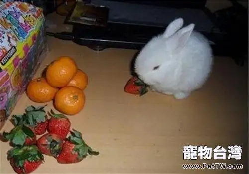 兔兔吃水果要有所選擇
