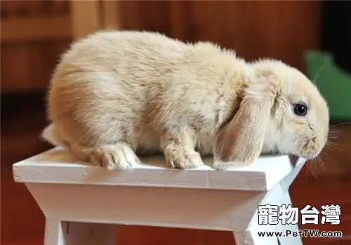 給寵物兔絕育有什麼好處？