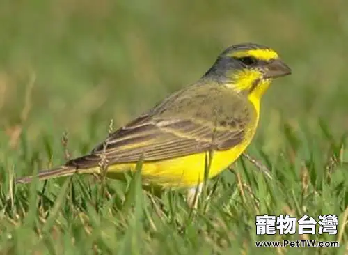 金青鳥的繁殖注意事項