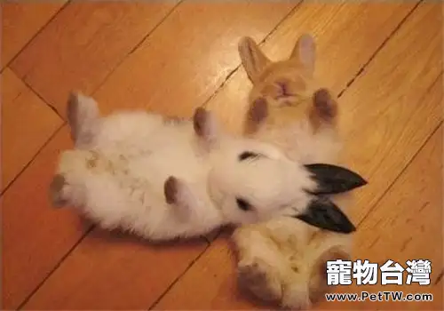 如何教兔兔認識新朋友