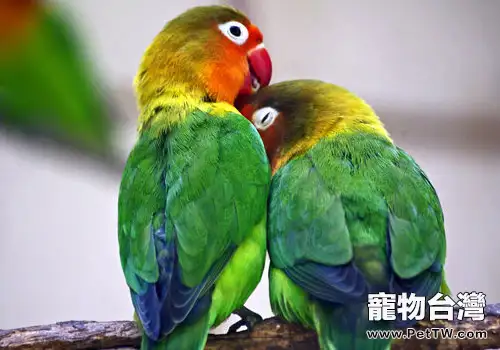 如何為鸚鵡進行營養搭配(1圖)-寵物台灣