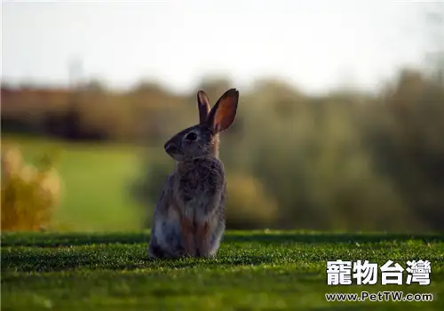 飼養野兔的方法和注意事項（1圖）-寵物台灣