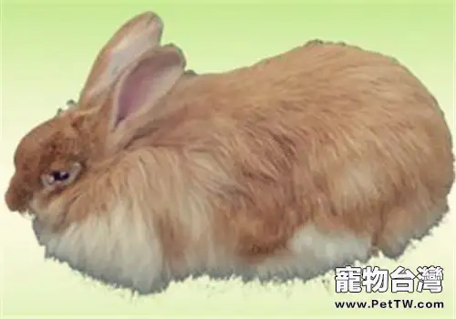 彩色長毛兔引種注意事項(1圖)-寵物台灣