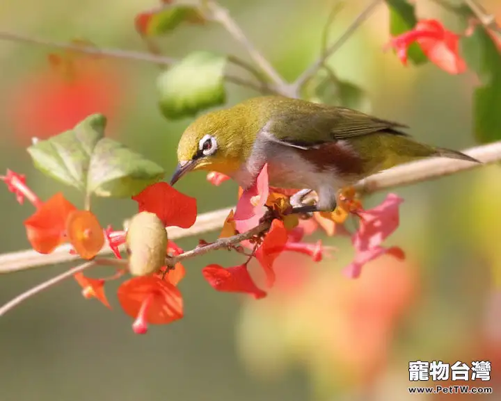 繡眼鳥的雌雄鑒別(1圖)-寵物台灣