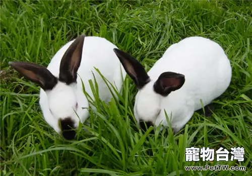 肉兔群養催肥要點