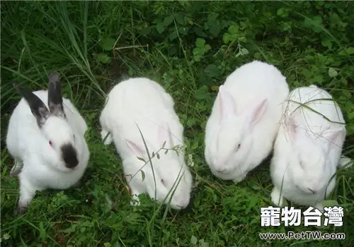養殖伊拉兔前景廣闊(1圖)-寵物台灣