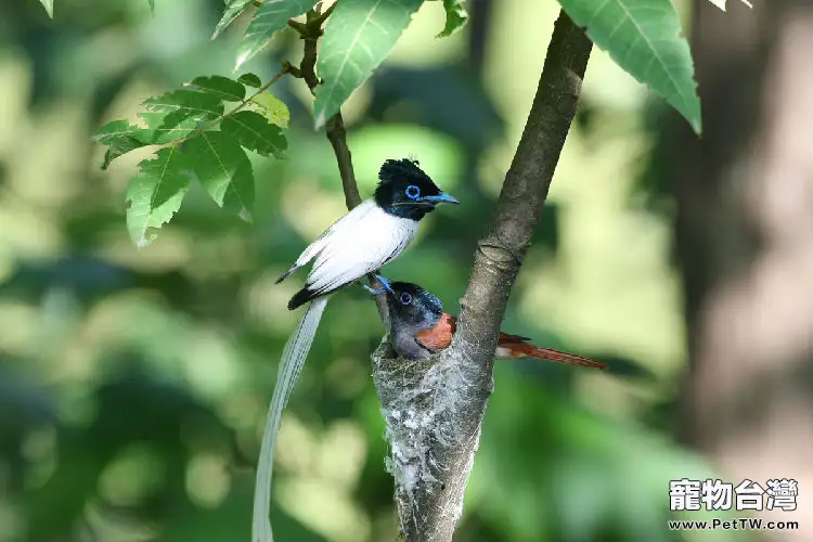 壽帶鳥的飼養環境要求(1圖)-寵物台灣